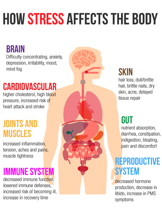 How Stress effects the Body